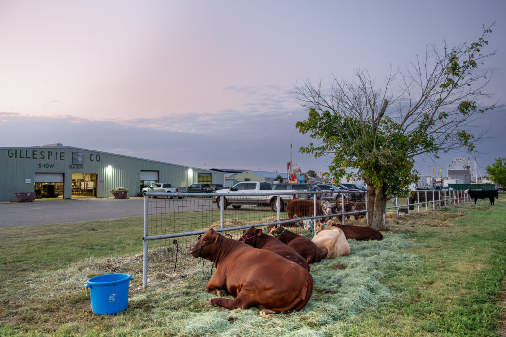 Cows resting by a fence near Gillespie Co Show Barn with parked trucks and carnival rides at dusk.