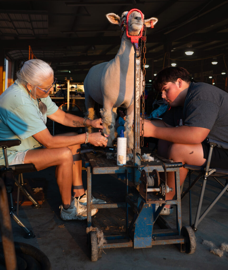 Two people shearing a sheep secured on a blue metal stand inside a barn or workshop.