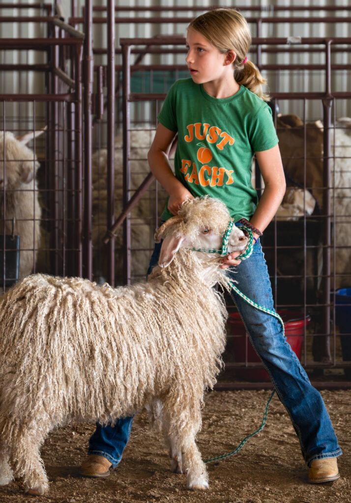 Young girl holding a curly-haired sheep with a rope halter inside a livestock pen.