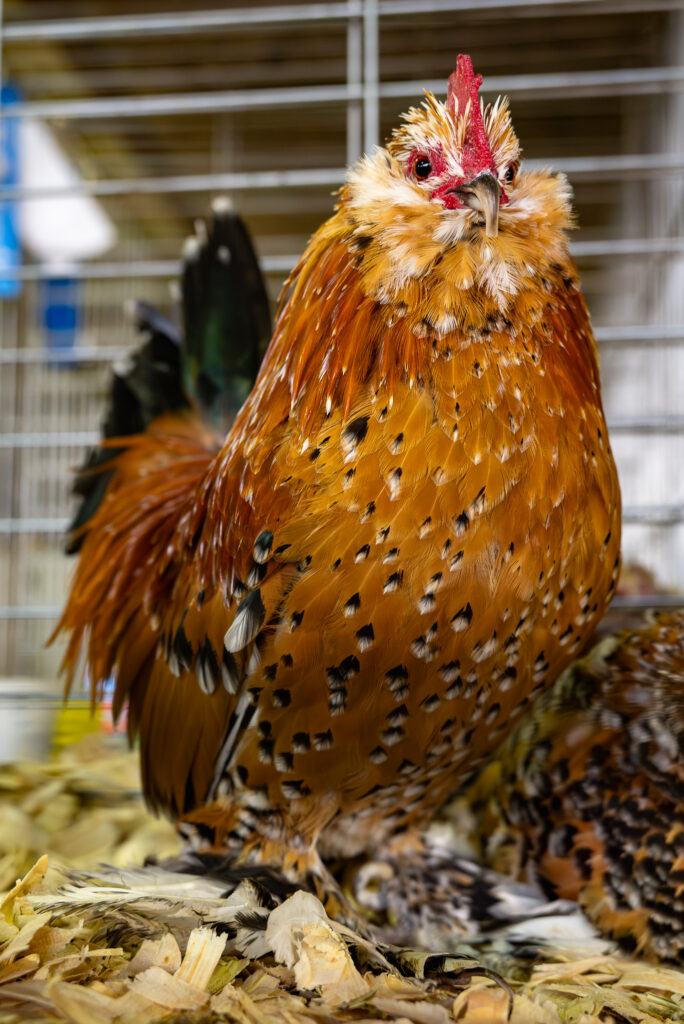 Orange-brown speckled chicken with fluffy neck standing on wood shavings inside a cage