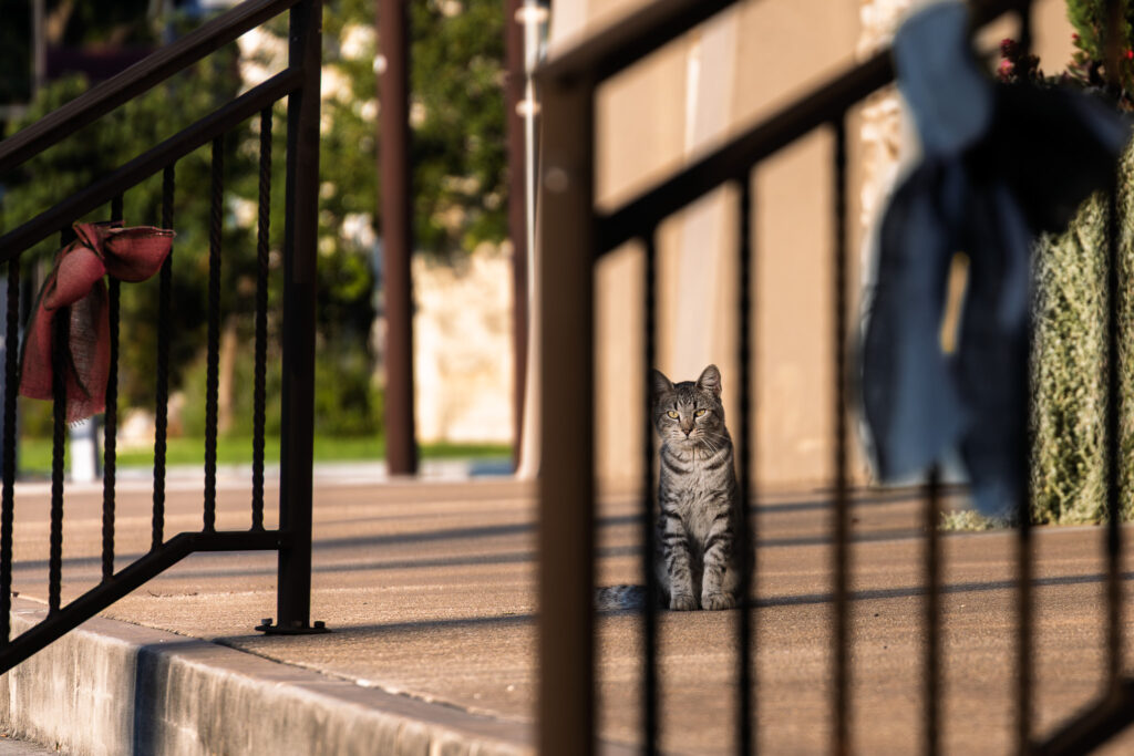 Tabby cat sitting on concrete near black metal railing with tied fabric in outdoor area.
